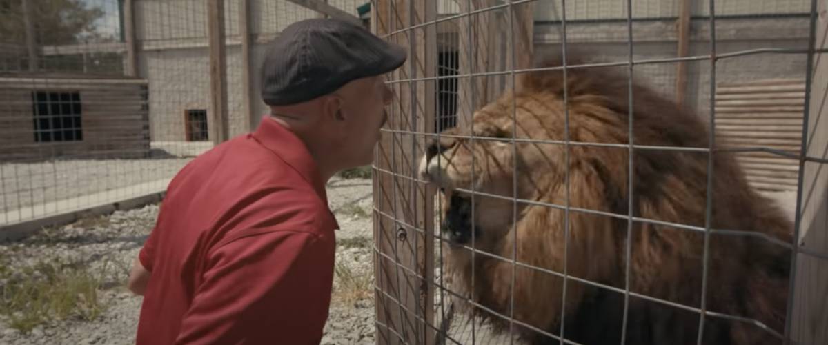 Lion being aggressive in cage