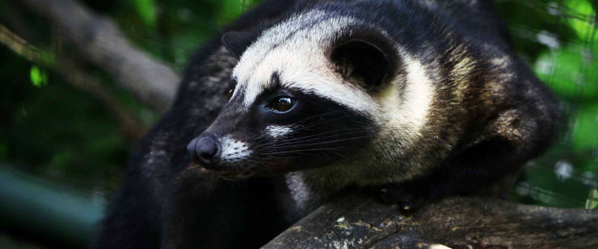 Pandan Civet (Paradoxus hermaphroditus) with a watchful view photographed from the left side, is well-known as Luwak civets, which produces Luwak coffee beans.