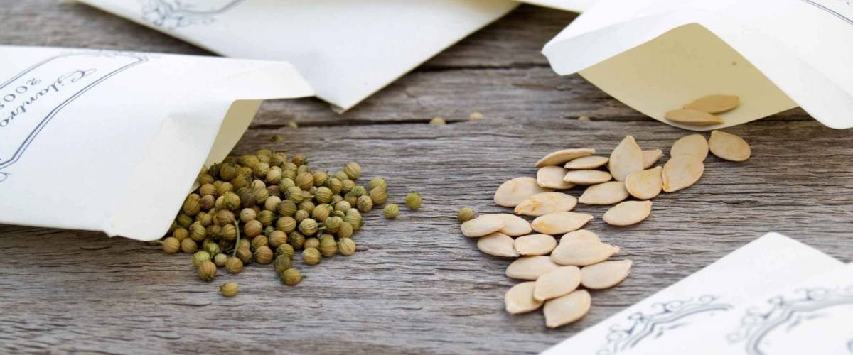 Seeds for planting
