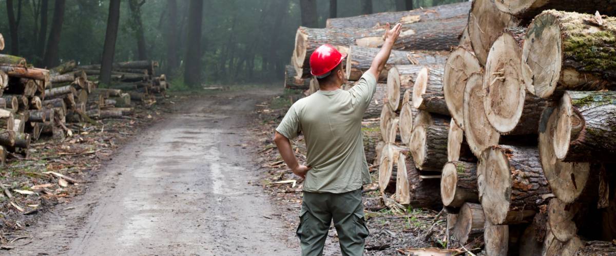 Lumberjack with helmet standing in front of stacked trunks in forest