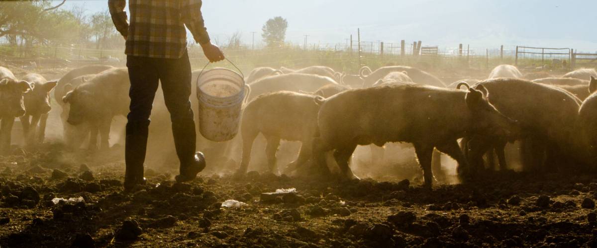 Farmer Feeding Livestock