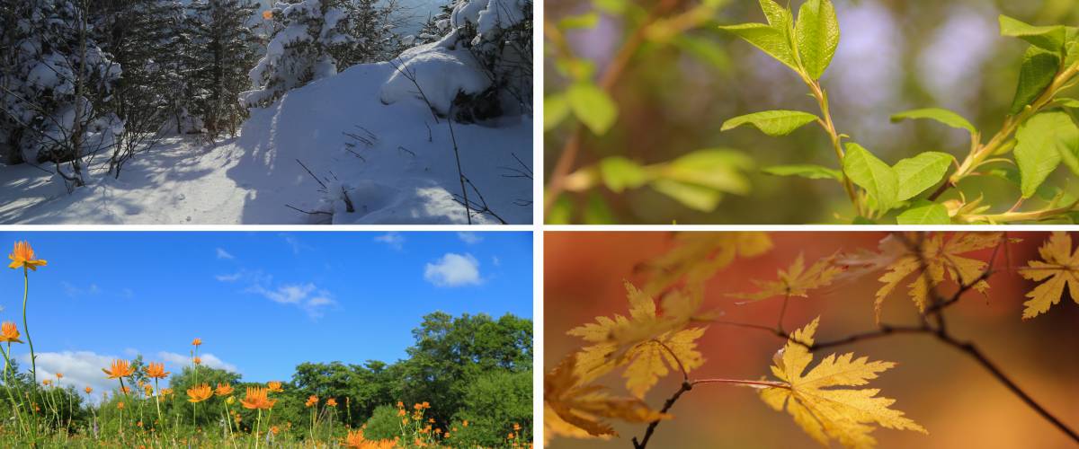 The four seasons of the year.