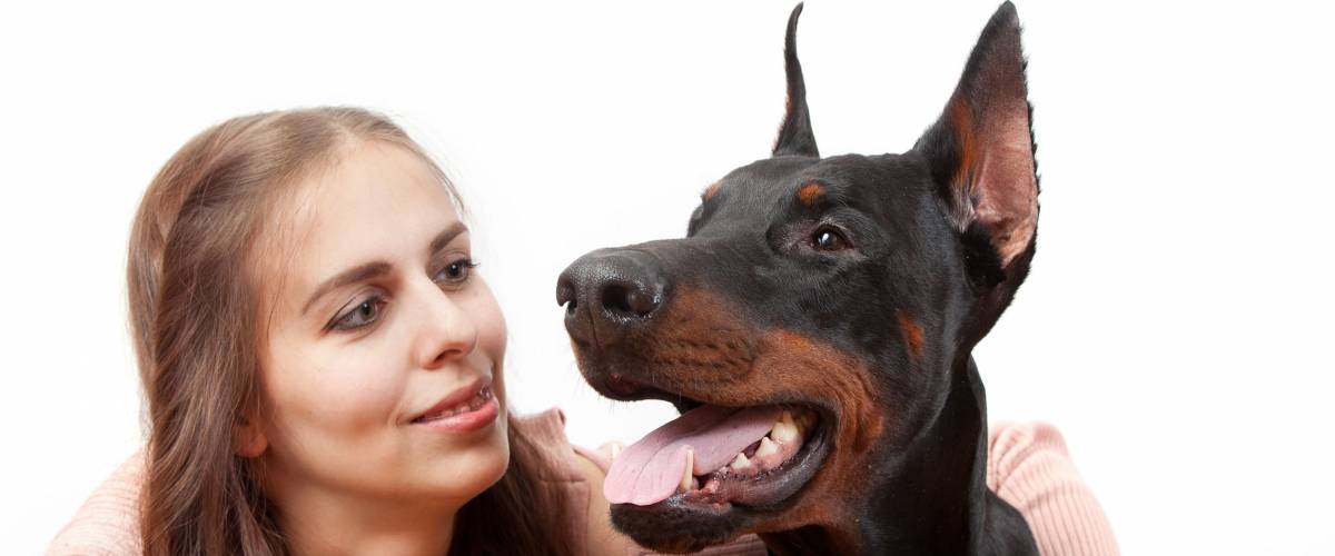 Huge dog breed Doberman pincher and his wonderful owner