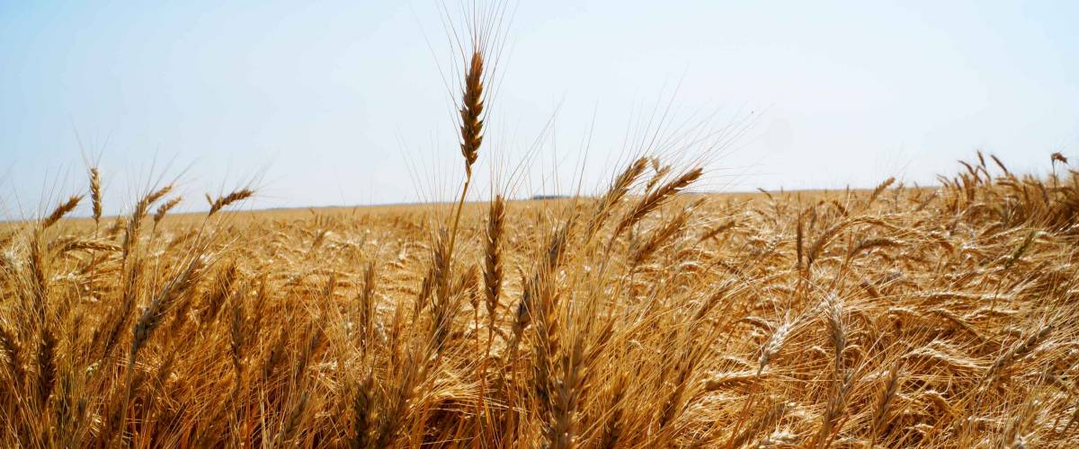 A lovely shot of wheat ripening in a field in Kansas. The amber waves of grain and abundance glow in the summer sunshine.