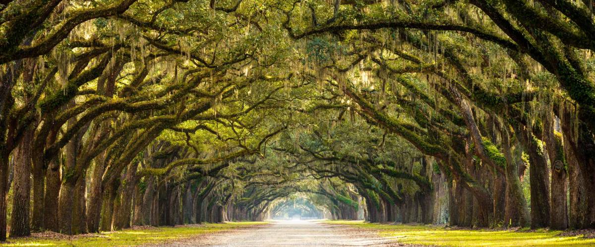 A stunning, long path lined with ancient live oak trees draped in spanish moss in the warm, late afternoon near Savannah, Georgia.