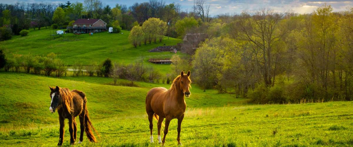 Beautiful chestnut horses on a farm in Central Kentucky at sunset