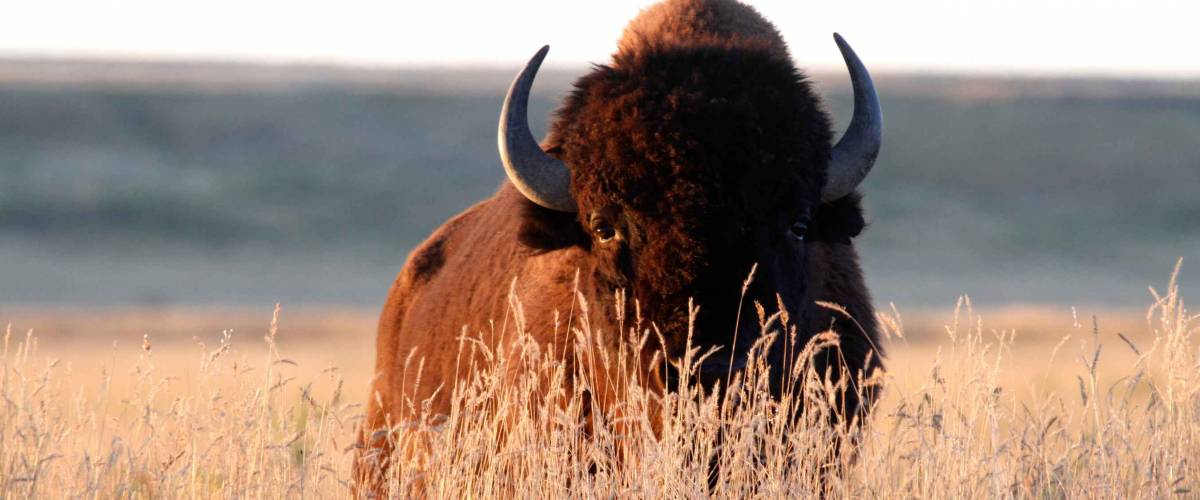 American bison (Bison bison) bull in tall grass short-grass prairie, American Prairie Reserve, Eastern Montana, USA