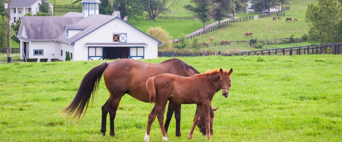 Mare with her colt on pastures of horse farms. Country summer landscape.