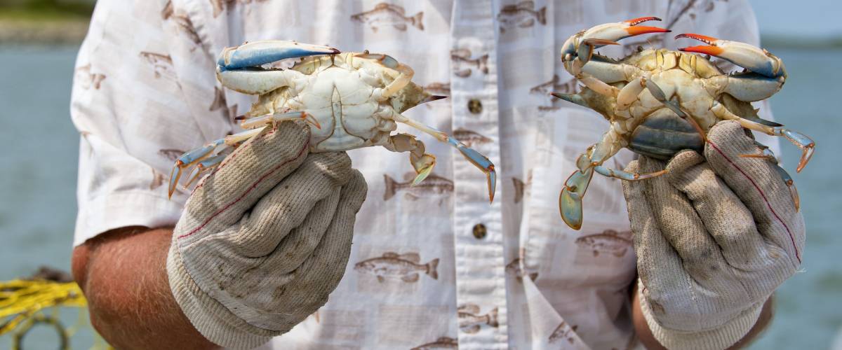 Fisherman on Tangier Island showing a male and female blue crab (Callinectes sapidus) to tourists.
