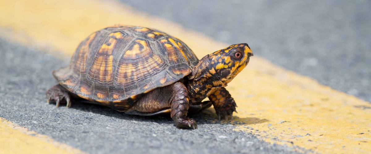 Eastern Box Turtle crossing the road