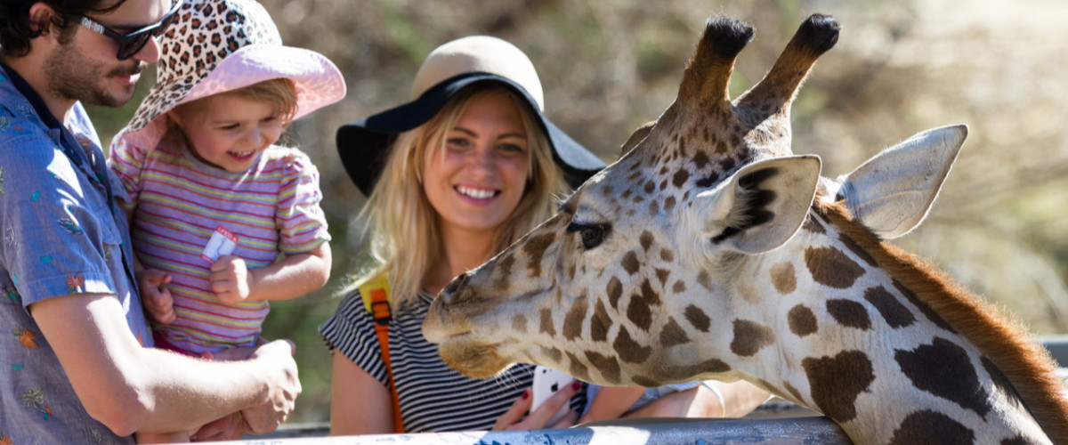 Young family looking at a giraffe at a zoo