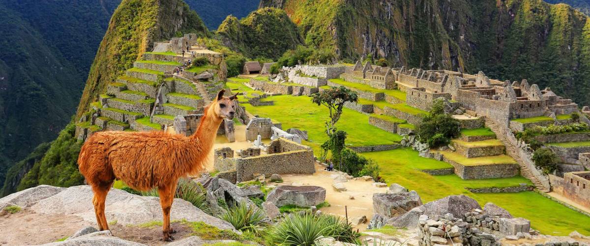 Llama standing at Machu Picchu overlook in Peru. In 2007 Machu Picchu was voted one of the New Seven Wonders of the World.