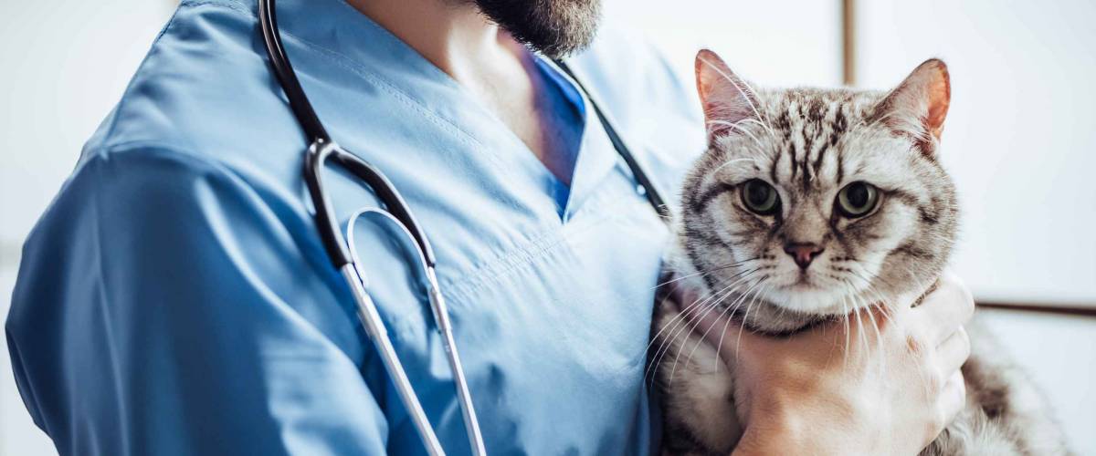 Cropped image of handsome male doctor veterinarian with stethoscope is holding cute grey cat on hands at vet clinic and smiling.