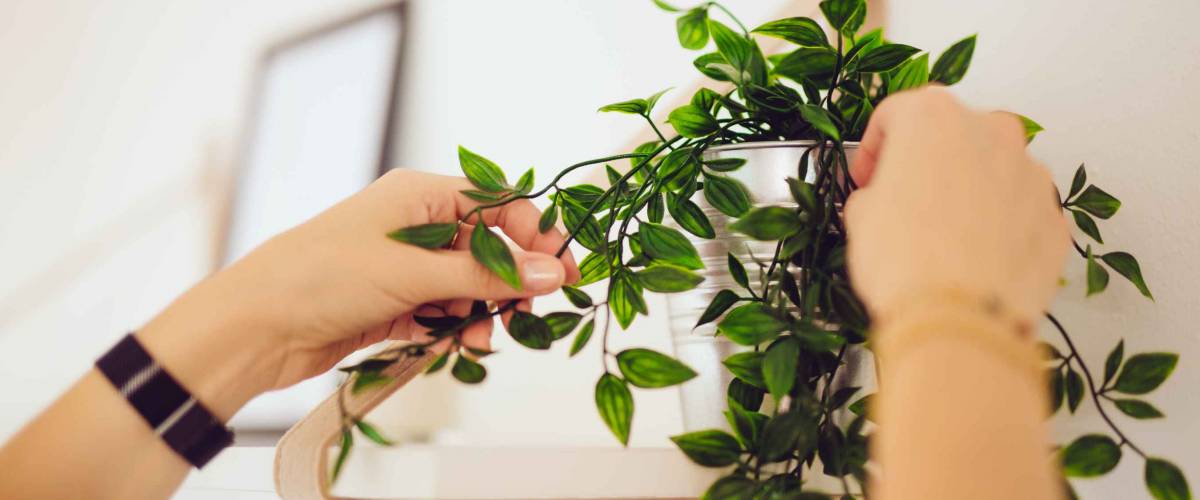 Close up of hands adjusting plant