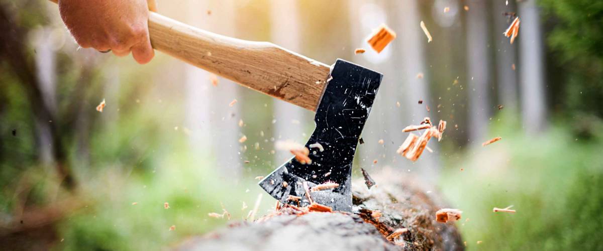 Lumberjack in checkered shirt chops tree in deep forest with sharp ax, Detail of axe, wood chips fly around.