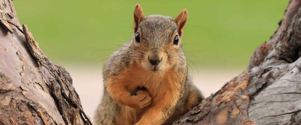Portrait of fox squirrel sitting on branch.