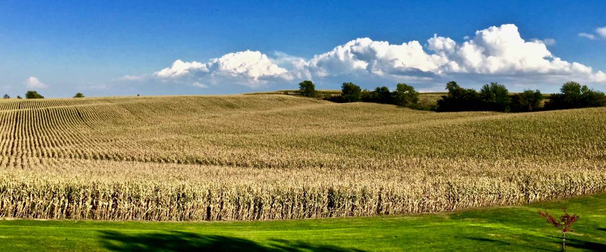 Iowa Landscape in Tama County