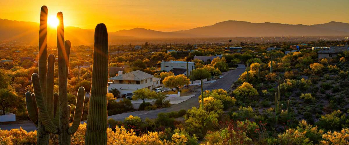Houses between Saguaros in Tucson Arizona.