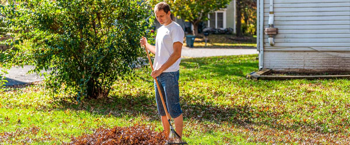 Person homeowner man in garden yard backyard raking dry autumn foliage oak leaves pile standing with rake in fall sunny sunlight by house