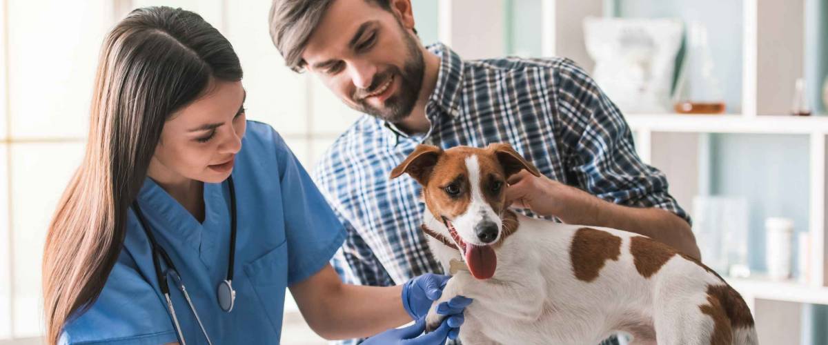 Cute dog is being examined by the beautiful female veterinarian, his handsome guardian is near