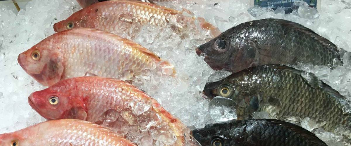 Fresh fish in the fresh market or supermarket cooled fishes