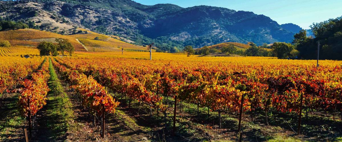 Vineyards in the Fall, Napa Valley