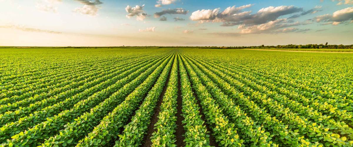 Green ripening soybean field, agricultural landscape