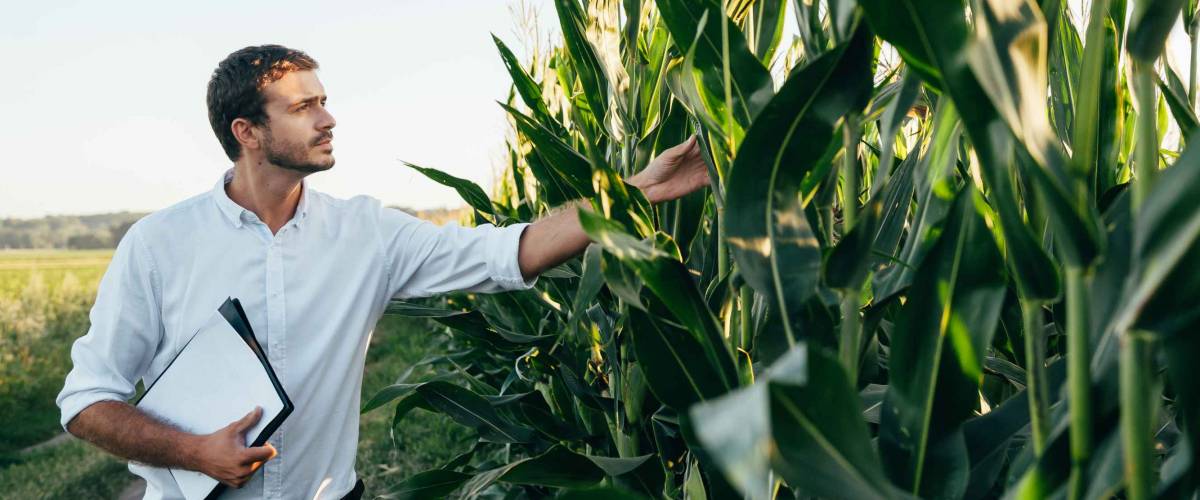 Yong handsome agronomist holds tablet touch pad computer in the corn field.