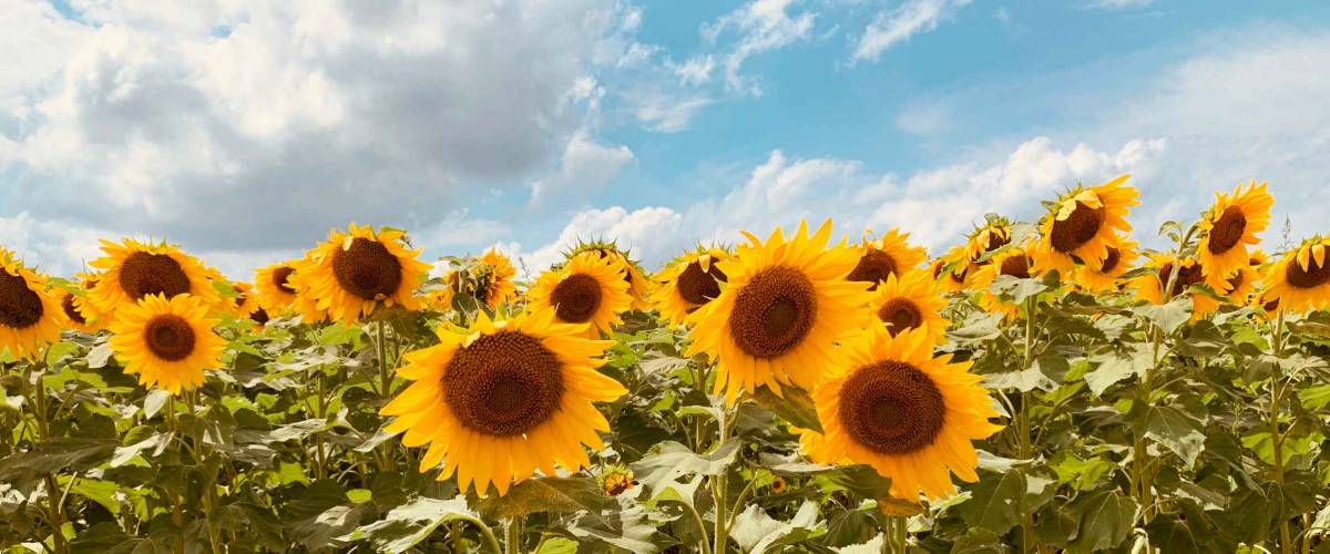 Sunflowers blooming under a beautiful summer sky. The sunflower is the state flower of Kansas.