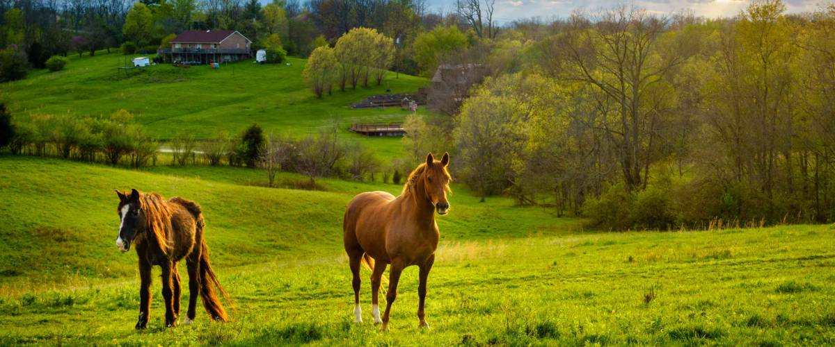 Beautiful chestnut horses on a farm in Central Kentucky at sunset