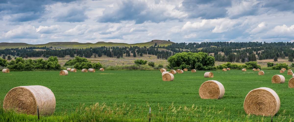 Montana