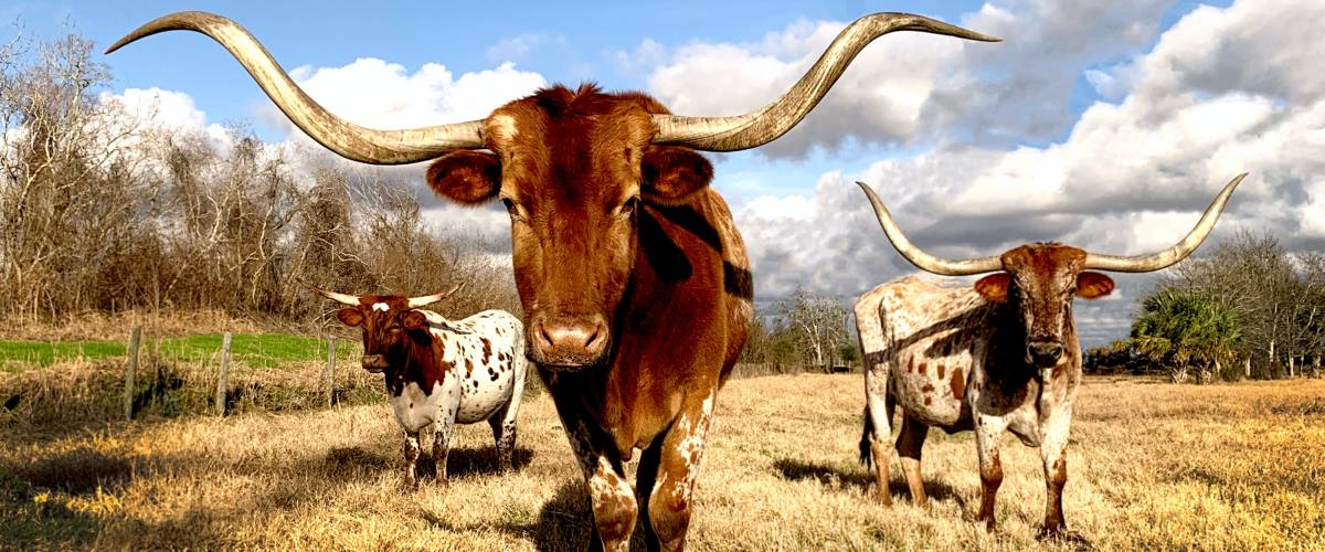 Texas