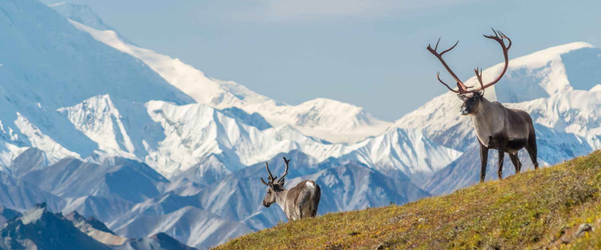 Majestic caribou bull in front of the mount Denali, ( mount Mckinley), Alaskal