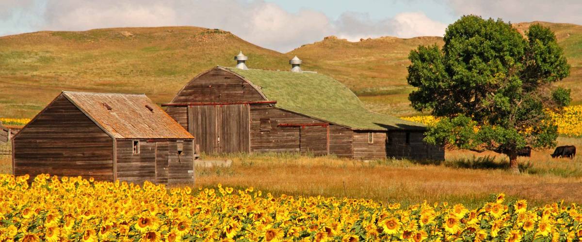 North Dakota Sunflowers