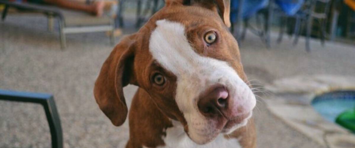 Pitbull looks at the camera with his head tilted.