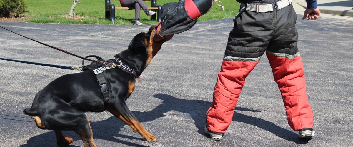 Rottweiler biting arm of man in protective suit.