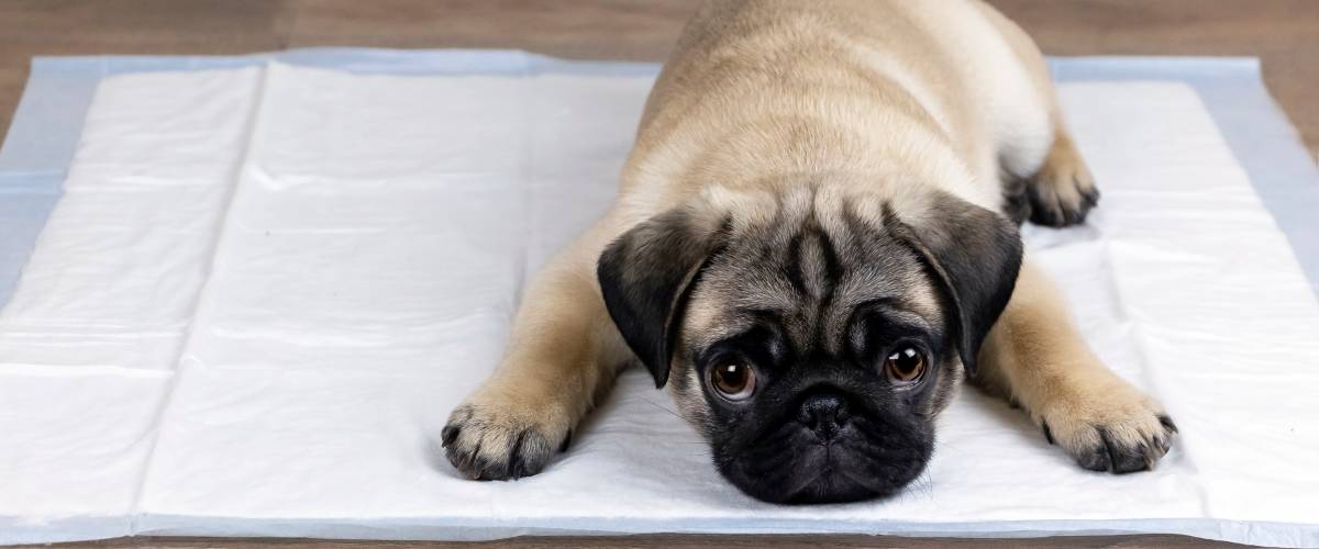 Dog on training pad