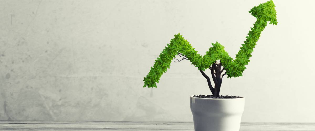 Plant shaped like arrow