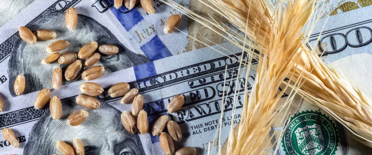 US dollars and ripe ears and seeds of yellow wheat in Brazil