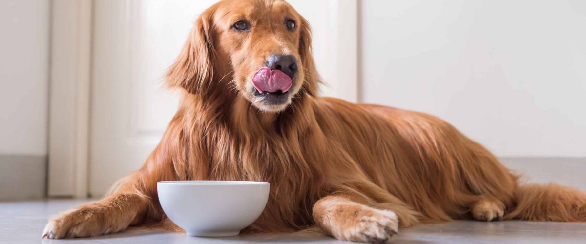 The Golden Retriever eating