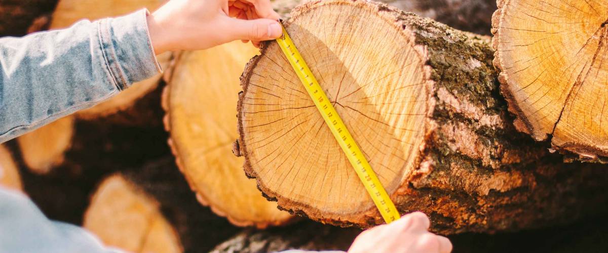 Measuring log of wood
