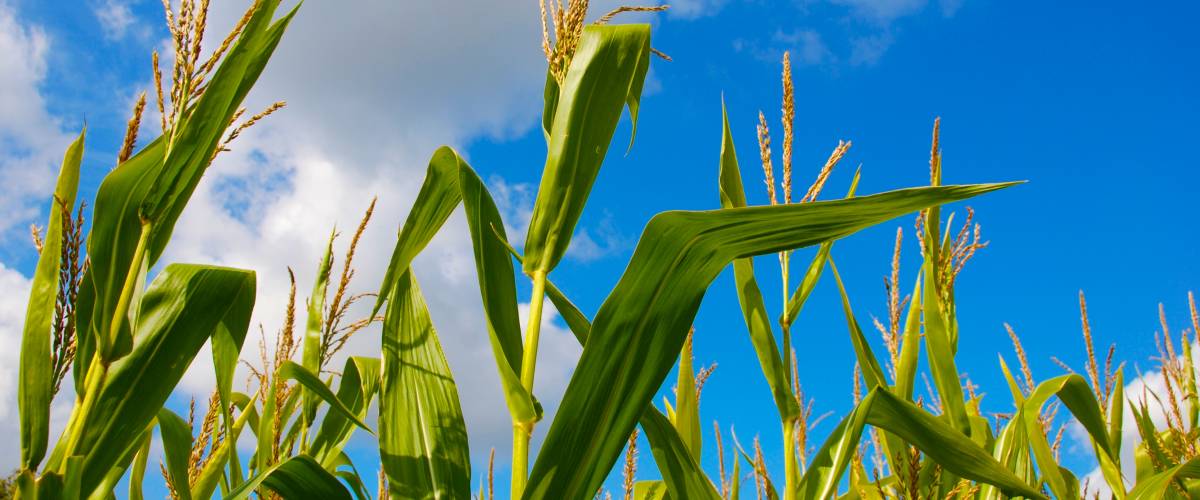 Corn growing on stalks against blue sky