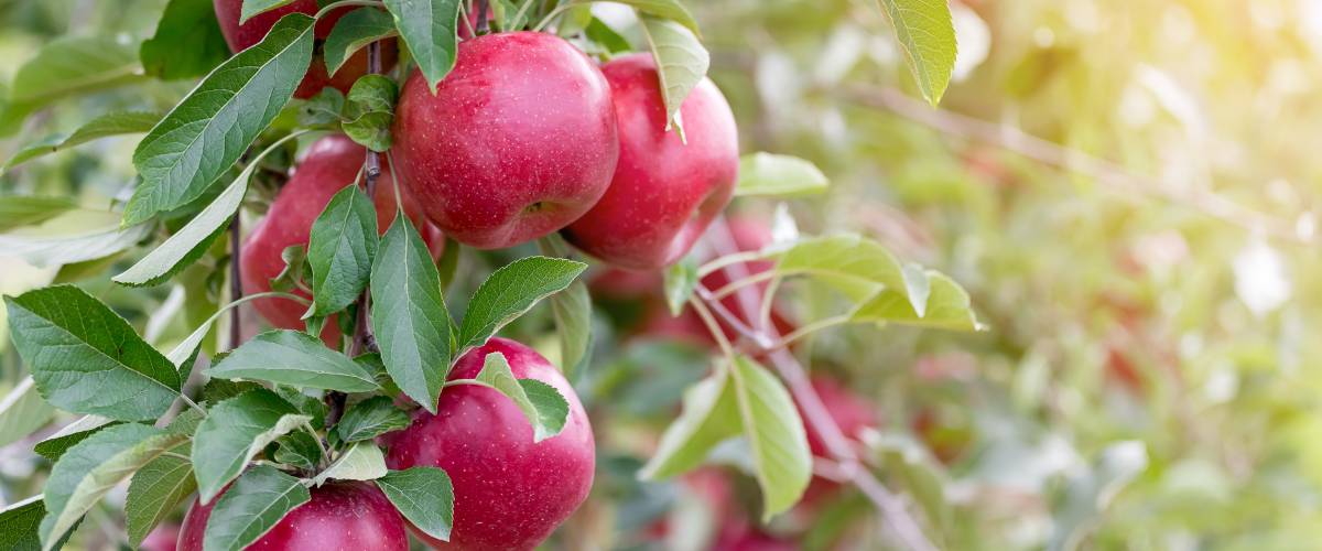 Red apples growing on tree