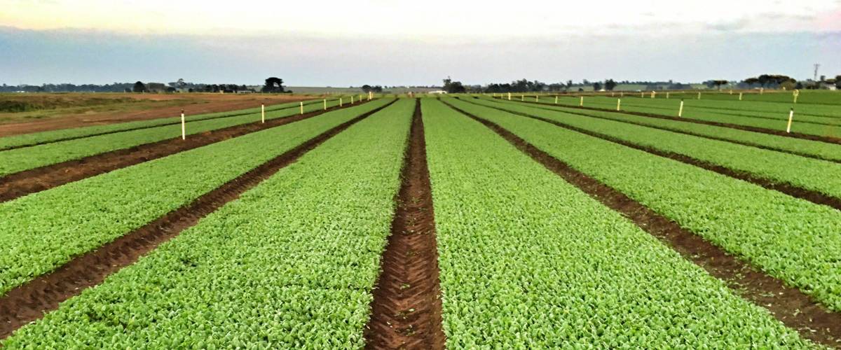 Farming, sustainable development