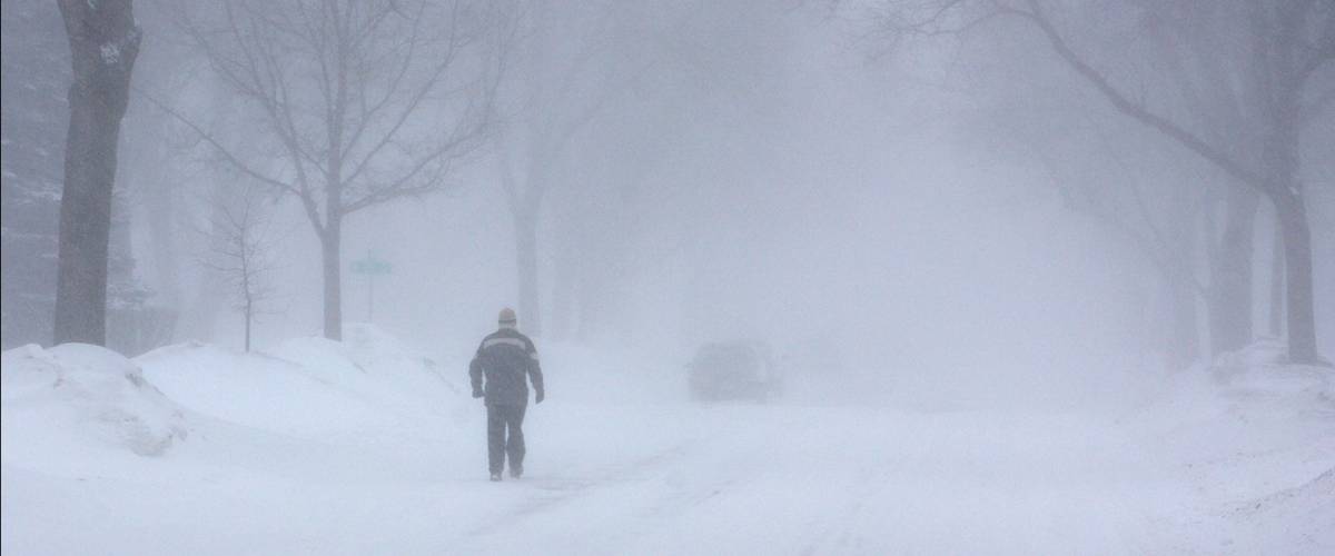 Blizzard Coyote
