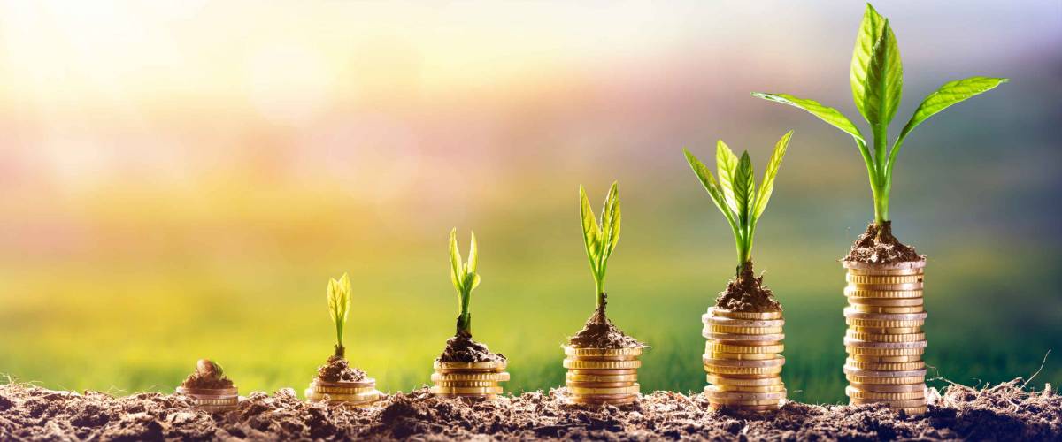 Plants growing on piles of coins sitting on soil.