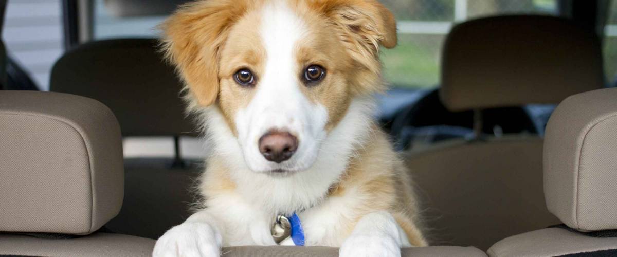 Border Collie puppy sitting looking over the seat waiting close up
