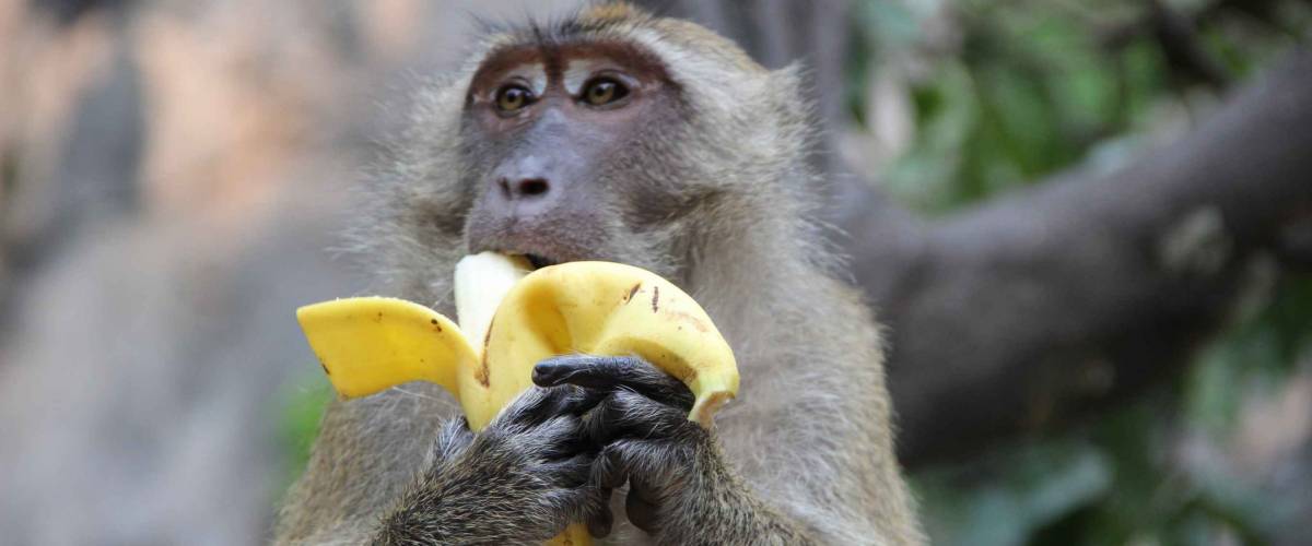 Monkey eating banana