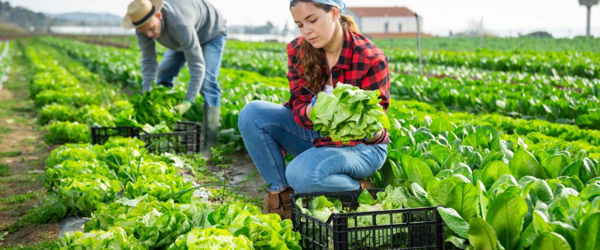 Couple of male and female farmers harvest crop of green lettuce on a plantation