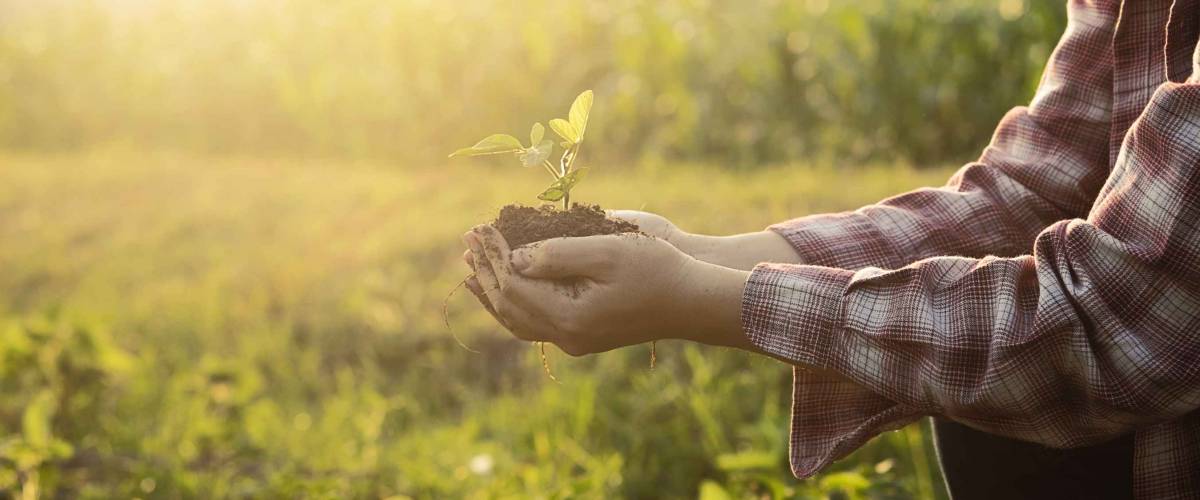 Handful of soil and small sprouting plant